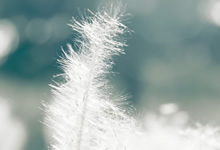 2025年猪饲料是贵还是便宜，看完你就知道了